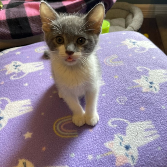 Meet your Posher, Joy - Picture 7 of 8